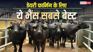 डेयरी का बिजनेस करना है तो कौन-सी भैंस रहेगी बेस्ट, जानें कितना पैसा होना जरूरी?
