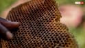 Honey Production: मधुमक्खियां क्यों बनाती हैं शहद, क्या यह सच में उनकी उल्टी होती है?