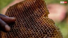 Honey Production: मधुमक्खियां क्यों बनाती हैं शहद, क्या यह सच में उनकी उल्टी होती है?