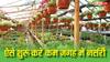 मात्र इतने रुपये लगाकर शुरू करें पौधों का बिजनेस, मंथली कमाई 50000 के पार