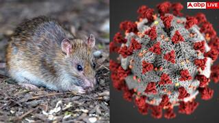 WHO Hantavirus Alert: कोरोना से कितना खतरनाक हंता वायरस, क्या छूने से फैलता है इंफेक्शन? WHO ने जारी किया अलर्ट