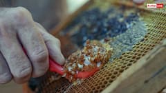 Honey Production: मधुमक्खियां क्यों बनाती हैं शहद, क्या यह सच में उनकी उल्टी होती है?