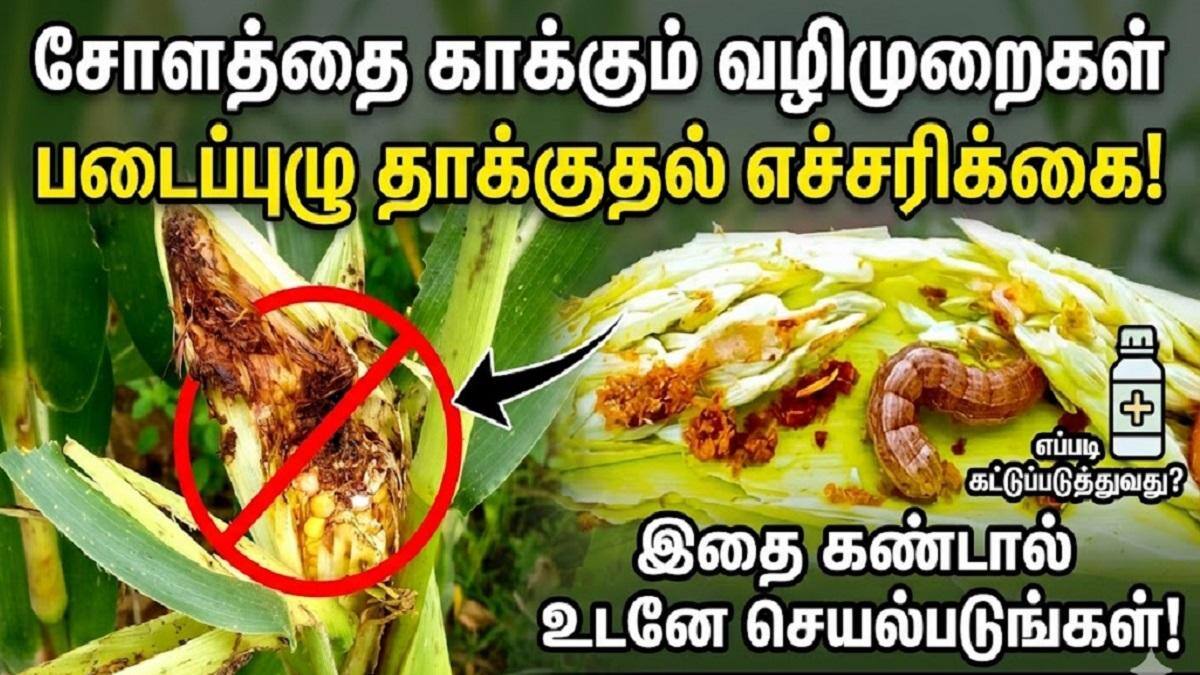 முத்தெடுக்கும் சோளத்தில் முளைத்த முட்களாய் படைப்புழு: மீட்கும் வழிகள் என்ன?