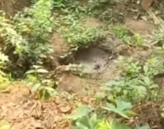 Mumbai Crime Ganja Farming Bhandup: भांडूपच्या डोंगरात गर्दुल्ल्यांनी गुपचूप सोन्याचा भाव देणारं पीक काढलं, हिरवीगार शेती पाहून पोलीस चक्रावले