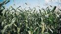 Kharif crop subsidy scheme: खरीफ की फसलों के लिए 50% सब्सिडी देगी सरकार, ऐसे फायदा उठा सकते हैं किसान