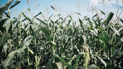Kharif crop subsidy scheme: खरीफ की फसलों के लिए 50% सब्सिडी देगी सरकार, ऐसे फायदा उठा सकते हैं किसान