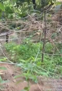 Mumbai Crime Ganja Farming Bhandup: भांडूपच्या डोंगरात गर्दुल्ल्यांनी गुपचूप सोन्याचा भाव देणारं पीक काढलं, हिरवीगार शेती पाहून पोलीस चक्रावले