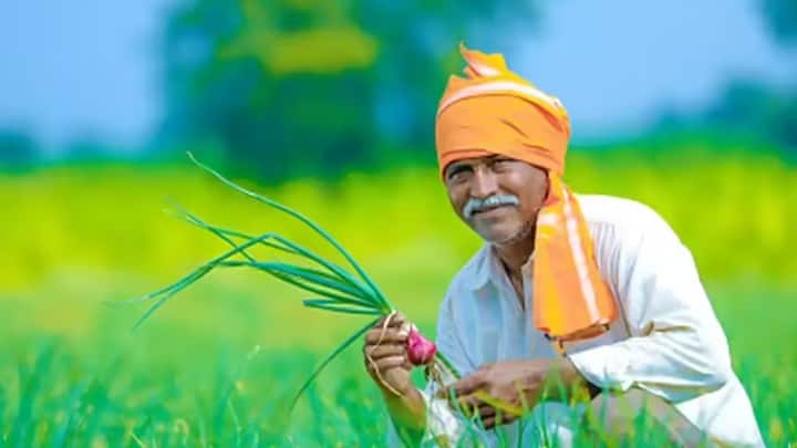मुनाफा कमाने के लिए मार्केट की समझ होना भी बहुत जरूरी है. दिल्ली, मुंबई जैसे बड़े शहरों की फूल मंडियों में जरबेरा की हमेशा शॉर्टेज रहती है. अगर किसान डायरेक्ट इवेंट प्लानर्स या ऑनलाइन बुके शॉप्स से हाथ मिला लें. तो उन्हें बिचौलियों के बिना और भी ज्यादा रेट मिल सकते हैं. जो उनकी नेट इनकम बढ़ाता है.