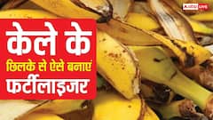 केले खाकर छिलके गमले में दबा देते हो? ऐसे नहीं बनता फर्टीलाइजर, नोट कर लें तरीका
