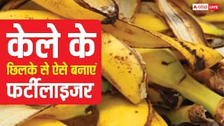 केले खाकर छिलके गमले में दबा देते हो? ऐसे नहीं बनता फर्टीलाइजर, नोट कर लें तरीका