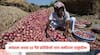 Onion Farmers: कांद्याला अवघा 50 पैसे प्रतिकिलो भाव! 73 पोती कांदा विकून हाती आले 400 रुपये; वाढत तापमान अन् अवकाळी पावसानं कांदा उत्पादक शेतकरी आले रडकुंडीला