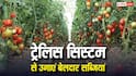 बेलदार सब्जियों के लिए जैकपॉट है Trellis System, किसानों को होगा बंपर मुनाफा