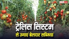 बेलदार सब्जियों के लिए जैकपॉट है Trellis System, किसानों को होगा बंपर मुनाफा