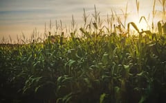 Kharif Crop Subsidy Scheme: ਖਰੀਫ ਦੀ ਫਸਲਾਂ ਦੇ ਲਈ 50% ਸਬਸਿਡੀ ਦੇਵੇਗੀ ਸਰਕਾਰ, ਇਦਾਂ ਫਾਇਦਾ ਚੁੱਕ ਸਕਦੇ ਨੁਕਸਾਨ