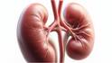 Kidney Damage Symptoms : కిడ్నీలు దెబ్బతింటే.. ఉదయాన్నే కనిపించే సంకేతాలు ఇవే, అస్సలు నిర్లక్ష్యం చేయొద్దు