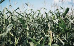 Kharif Crop Subsidy Scheme: ਖਰੀਫ ਦੀ ਫਸਲਾਂ ਦੇ ਲਈ 50% ਸਬਸਿਡੀ ਦੇਵੇਗੀ ਸਰਕਾਰ, ਇਦਾਂ ਫਾਇਦਾ ਚੁੱਕ ਸਕਦੇ ਨੁਕਸਾਨ