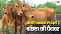 इस तकनीक से पैदा होती हैं ज्यादा बछिया, डेयरी सेक्टर में बड़ा बदलाव ला सकती है यह तकनीक