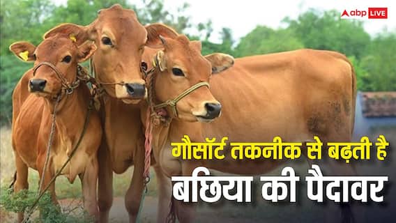 इस तकनीक से पैदा होती हैं ज्यादा बछिया, डेयरी सेक्टर में बड़ा बदलाव ला सकती है यह तकनीक इस तकनीक से पैदा होती हैं ज्यादा बछिया, डेयरी सेक्टर में बड़ा बदलाव ला सकती है यह तकनीक