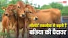 इस तकनीक से पैदा होती हैं ज्यादा बछिया, डेयरी सेक्टर में बड़ा बदलाव ला सकती है यह तकनीक