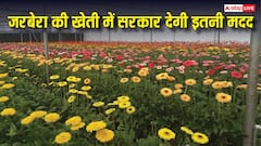जरबेरा की खेती के लिए सब्सिडी देती है सरकार, किसान ऐसे कमा सकते हैं मुनाफा