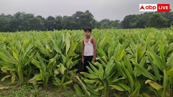 Turmeric Sowing Tips: बदलते मौसम में अदरक, हल्दी और मक्का की बुवाई करें किसान, वैज्ञानिकों ने दी सलाह Turmeric Sowing Tips: बदलते मौसम में अदरक, हल्दी और मक्का की बुवाई करें किसान, वैज्ञानिकों ने दी सलाह