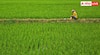 Kharif Crop Subsidy Scheme: ਖਰੀਫ ਦੀ ਫਸਲਾਂ ਦੇ ਲਈ 50% ਸਬਸਿਡੀ ਦੇਵੇਗੀ ਸਰਕਾਰ, ਇਦਾਂ ਫਾਇਦਾ ਚੁੱਕ ਸਕਦੇ ਨੁਕਸਾਨ