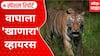 Death of Tigress and Cubs in Kanha Tiger Reserve Special Report : पाच वाघांचा मृत्यू, वन विभाग अलर्ट मोडवर, नेमका हा विषाणू कसा पसरतो?