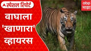 Death of Tigress and Cubs in Kanha Tiger Reserve Special Report : पाच वाघांचा मृत्यू, वन विभाग अलर्ट मोडवर, नेमका हा विषाणू कसा पसरतो?