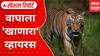 Death of Tigress and Cubs in Kanha Tiger Reserve Special Report : पाच वाघांचा मृत्यू, वन विभाग अलर्ट मोडवर, नेमका हा विषाणू कसा पसरतो?