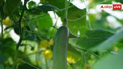 Cucumber Farming: खीरे की पूरी फसल को बर्बाद कर देती है ये बीमारी, पत्तियों पर दिख रहे हैं ये दाग तो तुरंत करें ये काम