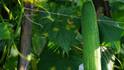 Cucumber Farming: खीरे की पूरी फसल को बर्बाद कर देती है ये बीमारी, पत्तियों पर दिख रहे हैं ये दाग तो तुरंत करें ये काम