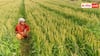 PM Fasal Bima Yojana: क्या जंगली जानवरों से हुए नुकसान की भी फसल बीमा योजना में होती है भरपाई, जानें कैसे करें क्लेम? 
