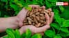 Peanut Farming: मई-जून के महीने में मूंगफली की कर दें बुवाई, इन टिप्स से होगी बंपर पैदावार
