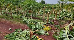 Unseasonal Rain: अवकाळीचा तडाखा! कोकणाला पावसानं झोडपलं, लांज्यात डोळ्यादेखत पपईचं उभं पीक आडवं; भंडाऱ्यात 802.10 हेक्टरवरील पीकांना फटका, बळीराजा रडकुंडीला
