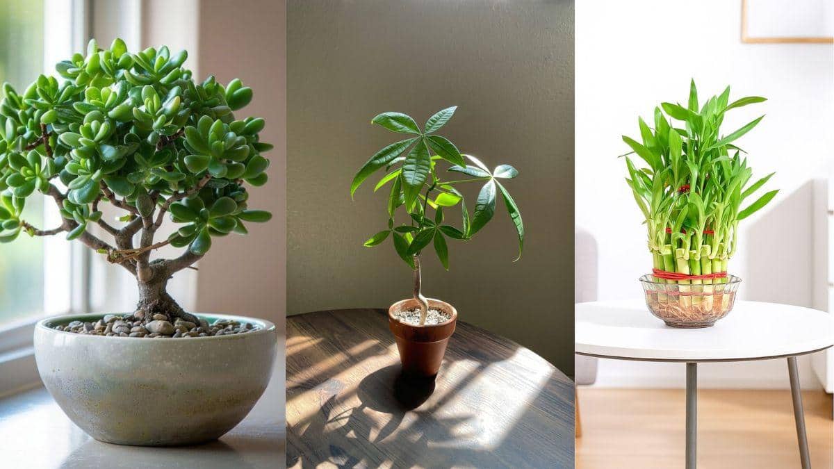 dragon tree indoor plant Bicolor Dragon Tree