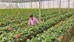 Gerbera: જરબેરાની ખેતી માટે સબસિડી આપે છે સરકાર, ખેડૂત આ રીતે કમાઇ શકે છે નફો
