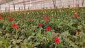 Gerbera: જરબેરાની ખેતી માટે સબસિડી આપે છે સરકાર, ખેડૂત આ રીતે કમાઇ શકે છે નફો