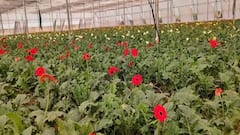 Gerbera: જરબેરાની ખેતી માટે સબસિડી આપે છે સરકાર, ખેડૂત આ રીતે કમાઇ શકે છે નફો