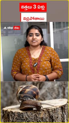 నత్తలు 3 ఏళ్లు నిద్రపోతాయి