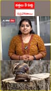 నత్తలు 3 ఏళ్లు నిద్రపోతాయి
