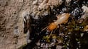 Termite Control In Crops:  ये टिप्स आजमा लिए तो फसल में कभी नहीं लगेगी दीमक, जानें कैसे बचेगा नुकसान?
