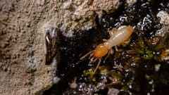 Termite Control In Crops:  ये टिप्स आजमा लिए तो फसल में कभी नहीं लगेगी दीमक, जानें कैसे बचेगा नुकसान?