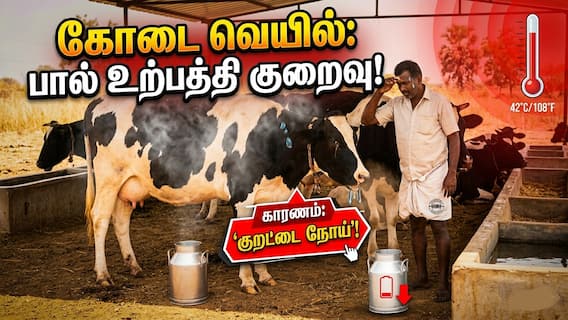 வெப்பமும் குறட்டை நோயும்... மாடு வளர்ப்போருக்கு இரட்டைச் சவால்: தீர்வு என்ன? வெப்பமும் குறட்டை நோயும்... மாடு வளர்ப்போருக்கு இரட்டைச் சவால்: தீர்வு என்ன?