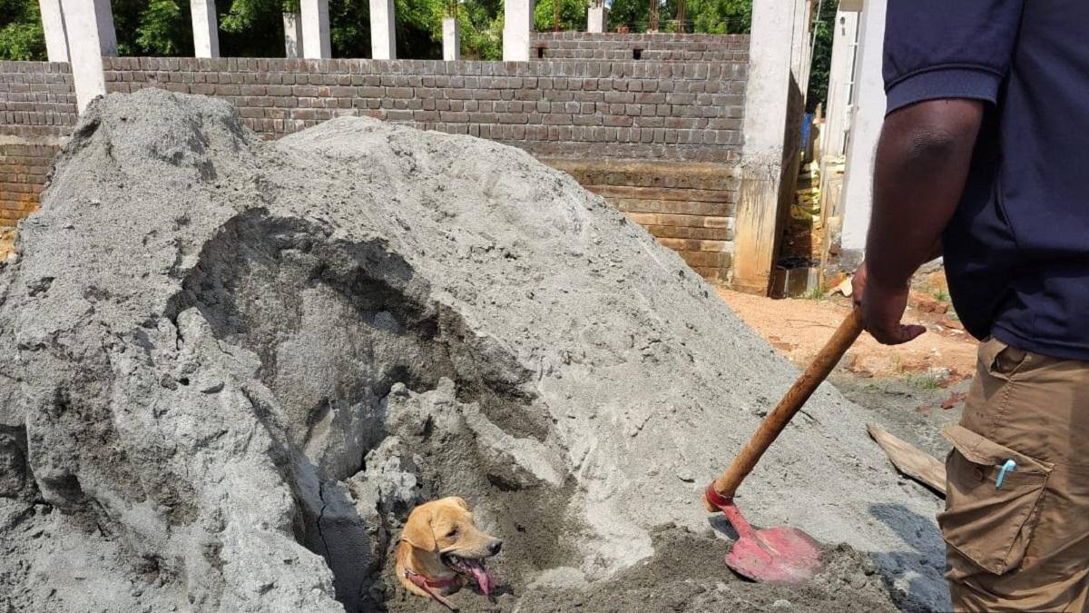 "உயிர் காத்த மனிதாபிமானம்: தஞ்சையில் நெகிழ்ச்சியான மீட்புப் பணி!"