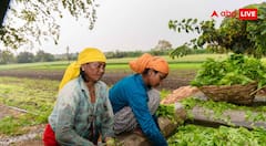 UP Kharif crop subsidy scheme 2026 : किसानों को 50% सब्सिडी पर खरीफ बीज दे रही यह सरकार, जानें कैसे मिलेगा इसका फायदा?
