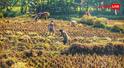 UP Kharif crop subsidy scheme 2026 : किसानों को 50% सब्सिडी पर खरीफ बीज दे रही यह सरकार, जानें कैसे मिलेगा इसका फायदा?