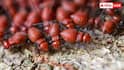 Termite Crop Tips: આ ટિપ્સ અજમાવશો તો ખેતી પાકમાં ક્યારેય નહીં લાગે ઉધઈ, જાણો કઈ રીતે બચશે નુકસાન ?
