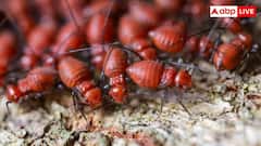 Termite Crop Tips: આ ટિપ્સ અજમાવશો તો ખેતી પાકમાં ક્યારેય નહીં લાગે ઉધઈ, જાણો કઈ રીતે બચશે નુકસાન ?