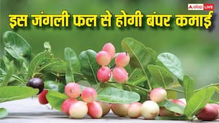 इस जंगली फल की खेती कर मालामाल हो रहे किसान, ये बातों का ख्याल रख आप भी कर सकते हैं बंपर कमाई