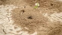 Termite Crop Tips: આ ટિપ્સ અજમાવશો તો ખેતી પાકમાં ક્યારેય નહીં લાગે ઉધઈ, જાણો કઈ રીતે બચશે નુકસાન ?